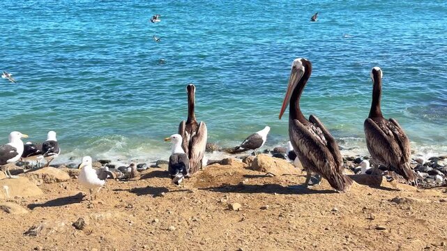 Pelicans and seagulls on the rocky coast of Valparaiso, Chile, with blue ocean waves in the background