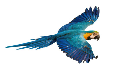 Blue and Yellow Macaw Parrot Flying with Open Wings © Vetle