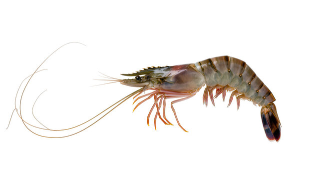 Raw Tiger Prawn with Antennae and Legs