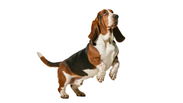 Brown black white Basset Hound standing attentively with floppy ears