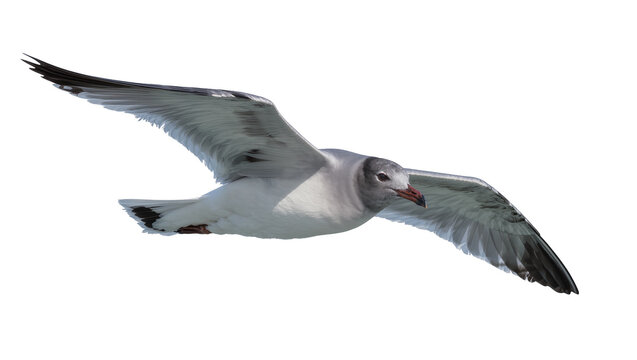 Gray and White Flying Seagull with Red Beak and Dark Wingtips