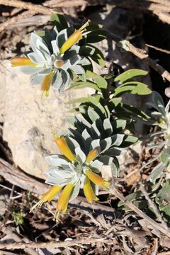 Emu Bush (Eremophila glabra prostrate) in flower, South Australia