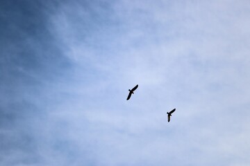 Obraz premium Two Galahs (Eolophus roseicapillus) returning to roost in late afternoon, South Australia