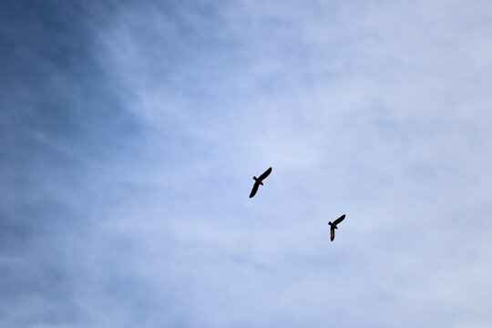 Two Galahs (Eolophus roseicapillus) returning to roost in late afternoon, South Australia