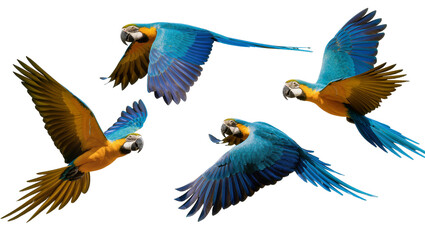 Flying Blue and Gold Macaws with Extended Wings and Beaks © Vetle