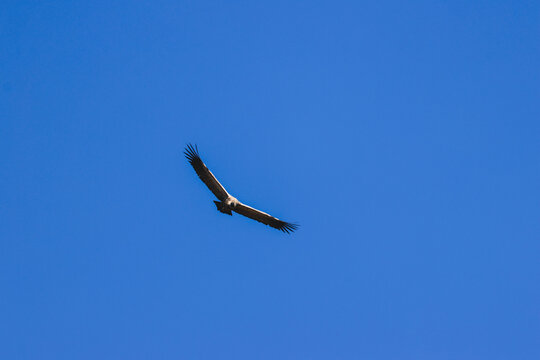 Aerial view of a vulture soaring with wings spread wide against a clear blue sky over Marakele National Park Waterberg District Municipality, Limpopo, South Africa.