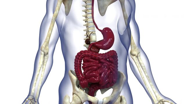 Human Digestive System Anatomy Animation Concept