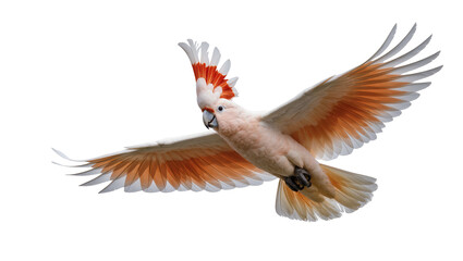Flying Sulphur-crested Cockatoo with Extended Wings and Crest © Vetle