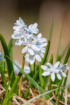 Striped squill 