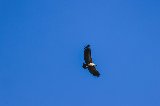 Aerial view of a Cape vulture soaring through a clear blue sky above the wilderness of Marakele National Park in Waterberg District Municipality, Limpopo, South Africa.