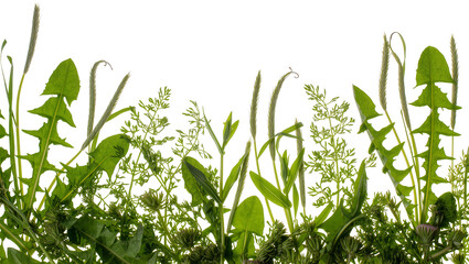 Vibrant Green Wildflowers Grasses Weeds Border Arrangement © Vetle