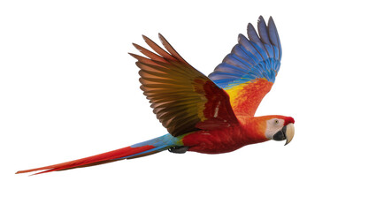 Colorful flying macaw parrot with extended wings and long tail feathers © Friedrich