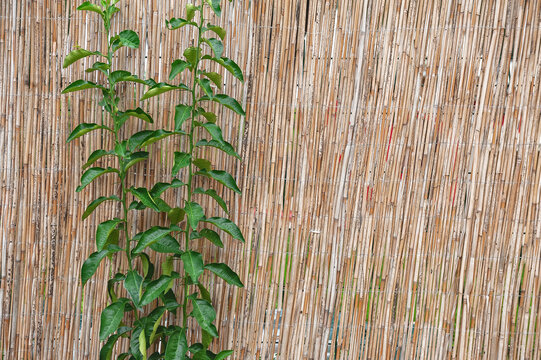 Tropical bamboo texture with greenery