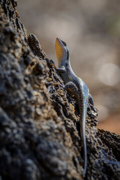 African striped skink (Trachylepis striata) sitting on a tree bark, Kruger national park, Mpumalanga, South Africa.