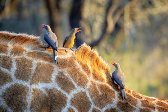 Giraffe (Giraffa camelopardalis) with three red-billed Oxpecker (Buphagus erythrorhynchus) on neck, Kruger national park, South Africa.
