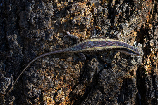 African striped skink (Trachylepis striata) sitting on a tree bark, seen from above, Kruger national park, Mpumalanga, South Africa.
