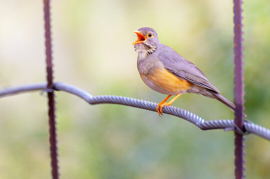 Kurrichane thrush (Turdus libonyana) perched and singing on a fence, Kruger National Park, South Africa.