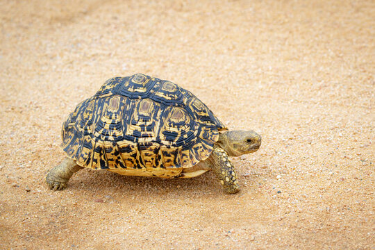 Leopard tortoise (Stigmochelys pardalis) walking on gravel road, Kruger National Park, Mpumalanga, South Africa.