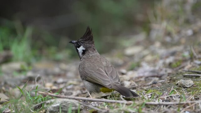 Himalayan Bulbul Foraging on Forest Floor in Natural Mountain Habitat, 4K Wildlife Video