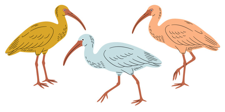 Set of three colorful ibis birds. Hand-drawn vector illustration on white background. Ibis chickens