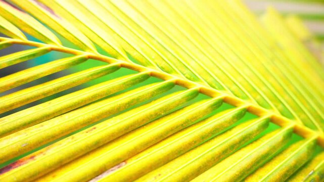 Cinematic Background of Fresh Green Palm Tree Leaves in the Garden	

