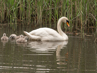 Fototapeta premium Mute Swan on Trent and mersey canal along with her 5 Cygnets. Anderton, Cheshire, UK