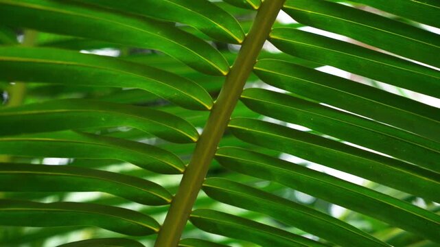 Cinematic Background of Fresh Green Palm Tree Leaves in the Garden	
