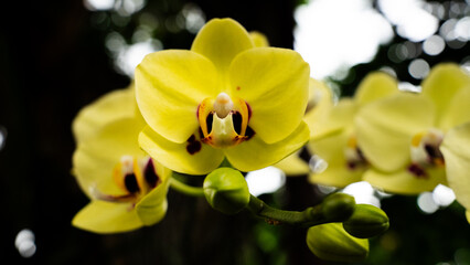 Close up Vibrant Yellow Orchid Flowers Blooming in Tropical Garden © maha
