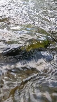 Clear river water flows over mossy rocks in daylight as the ripples on the surface intensify and then soften, forming small waves that change direction and reflect light in slow motion.