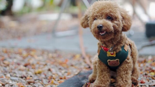A cute brown toy poodle sitting outdoors on gravel in morning light. This close up daylight portrait uses selective focus, leaving great copy space beside a loyal canine best friend.