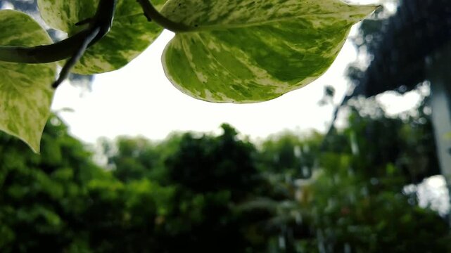 Gentle Rain Drenching Vibrant Green Foliage - Peaceful Nature Ambience, Vibrant Pothos Leaves Against Softly Blurred Green Nature Background