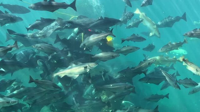 Diver Swimming Among Atlantic Cod Fish