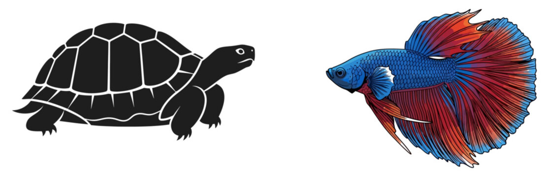 Turtle and colorful betta fish illustrations