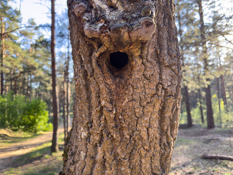A hollow tree trunk with tinder fungi with a hollow for animals or birds, the texture of the bark