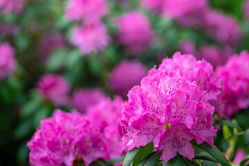Fototapeta premium Close-up of vibrant pink Rhododendron flowers blooming in a spring garden. Beautiful clusters of azalea blossoms with a soft-focus floral background and lush green leaves in natural light.