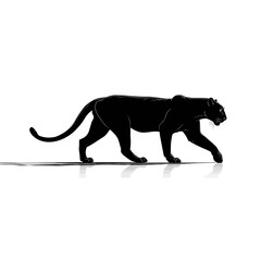Fototapeta premium Black panther walking in profile view.