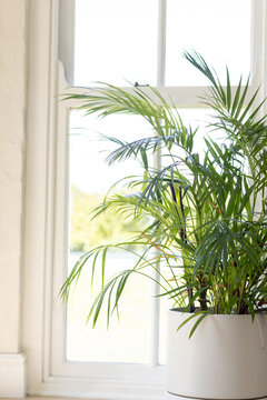 Potted palm is leaning beside large white sash window, filling room with backlit green fronds