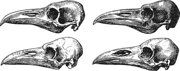 Obraz premium Vintage raven skull illustrations black and white engraving, detailed crow bird beak skeleton etching art set