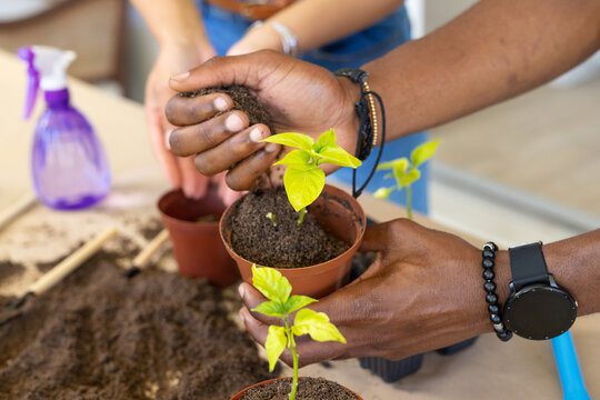 African American couple potting green seedlings at table, holding brown pots, purple spray bottle
