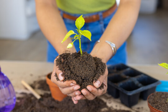 African American woman cupping potting soil and seedling at tabletop with seed tray, in green top
