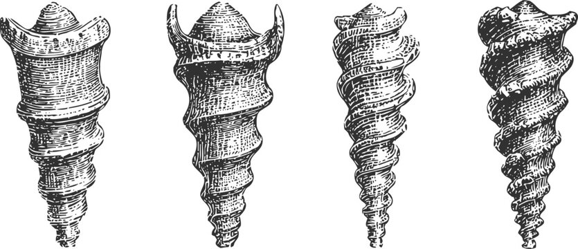vintage seashell engravings detailed spiral shells marine ocean beach nature sketch collection
