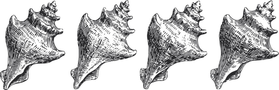 Vintage hand drawn seashell set marine conch shell sketch engraving ocean beach mollusk underwater nature collection illustration