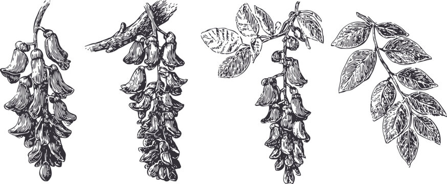Hand drawn black locust branch closeup black locust tree flowers leaves sketches, botanical detailed engraving vector illustration