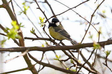 Obraz premium Yellow breasted great tit resting among young leaves in soft natural spring light, Parus major