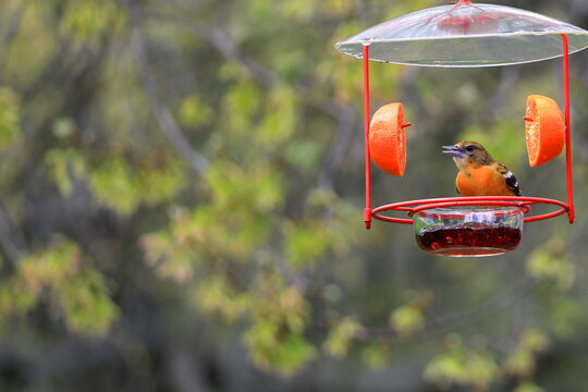Baltimore oriole dines at backyard feeders in the spring