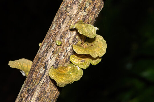 Beautiful bracket fungus growing on a tree trunk in a coastal forest in St Lucia, South Africa