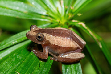 Obraz premium A beautiful greater leaf-folding frog (Afrixalus fornasini), also known as Fornasini's spiny reed frog, or banana frog, in dense coastal vegetation