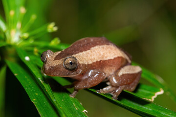 Obraz premium A beautiful greater leaf-folding frog (Afrixalus fornasini), also known as Fornasini's spiny reed frog, or banana frog, in dense coastal vegetation