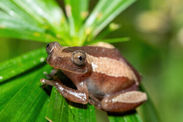 Obraz premium A beautiful greater leaf-folding frog (Afrixalus fornasini), also known as Fornasini's spiny reed frog, or banana frog, in dense coastal vegetation