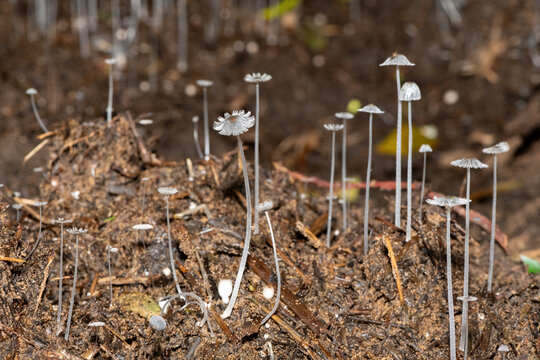 Delicate Coprinopsis sp, a genus of inkcap mushrooms growing on the coastal forest floor in St Lucia, South Africa